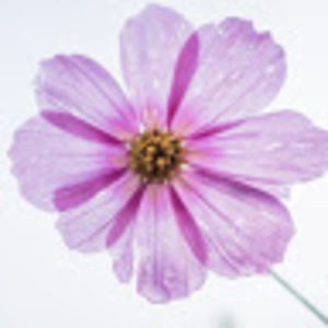 Meet your Posher, Daisy